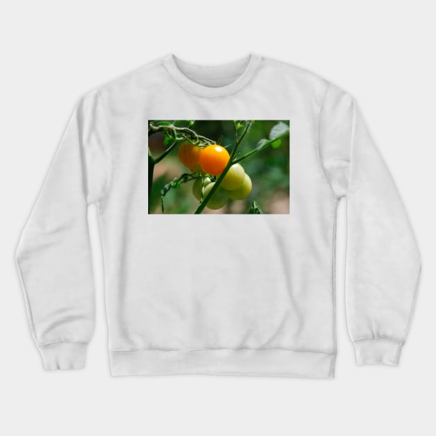 Orange Tomatoes Ripening on the Vine Crewneck Sweatshirt by jojobob